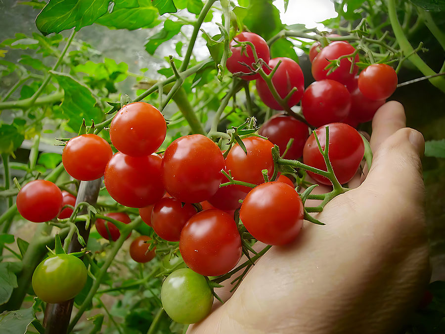 bunches of Suncherry tomato