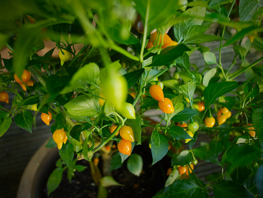 yellow Biquinho chillies on bush