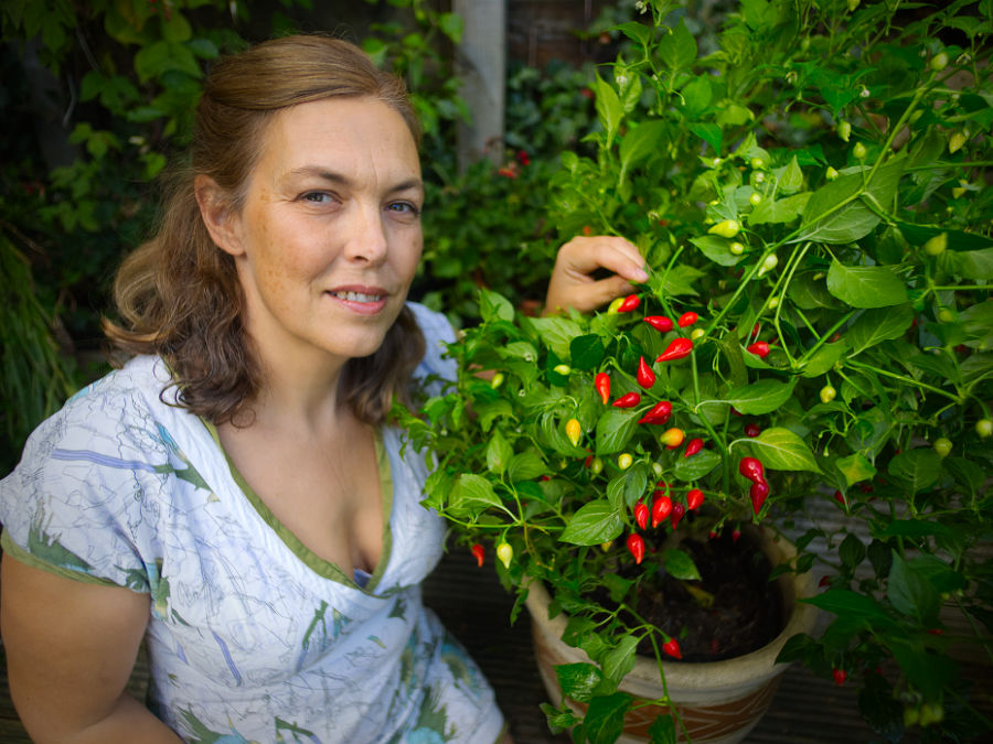 Red Biquinho chilli bush