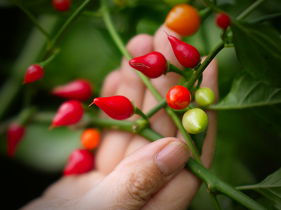 Biquinho chillies pods on bush