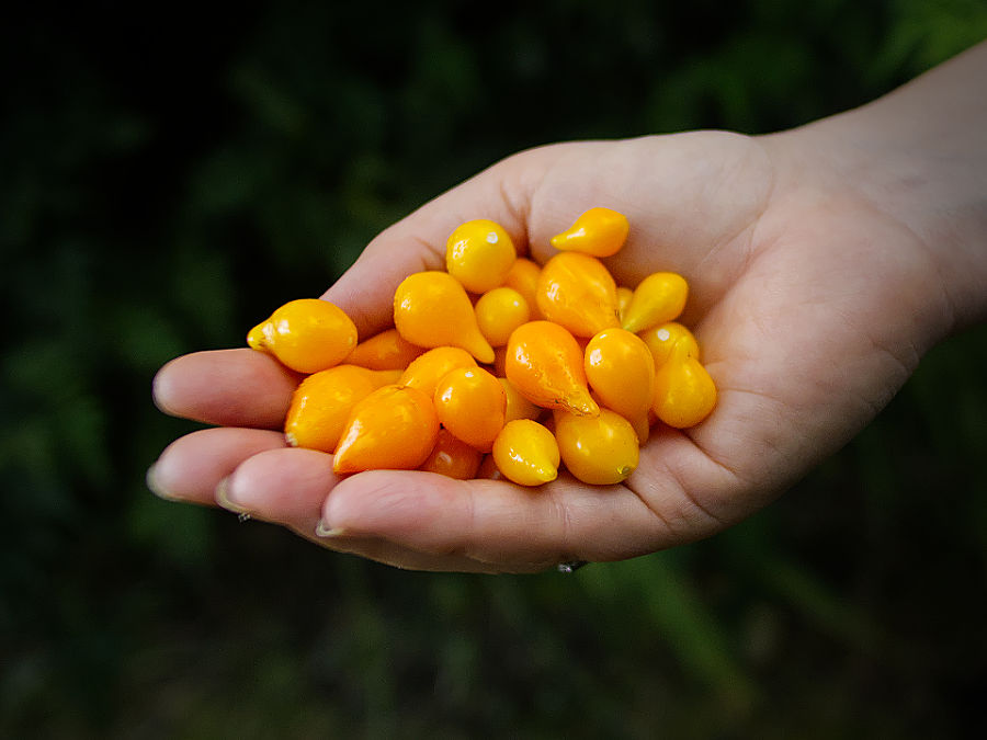 handful of Yellow Biquinho chillies 