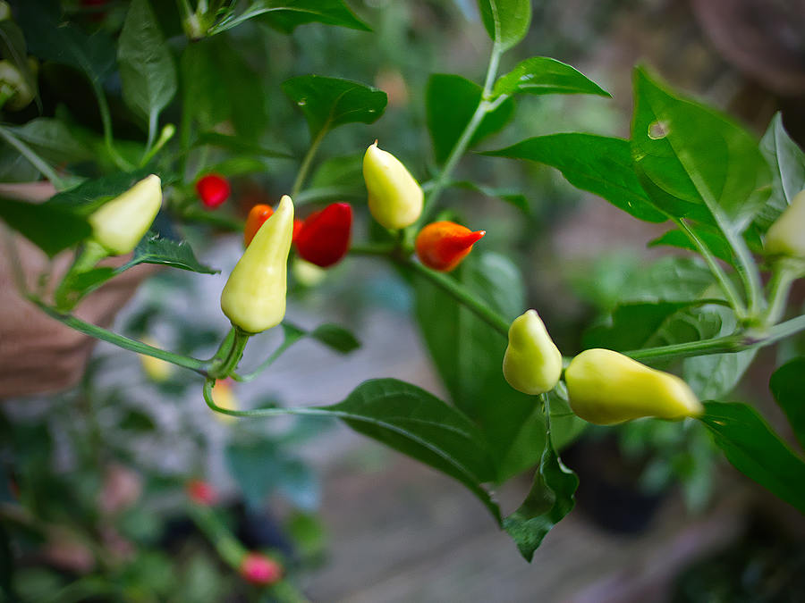 Turkish Pickling chilli on plant