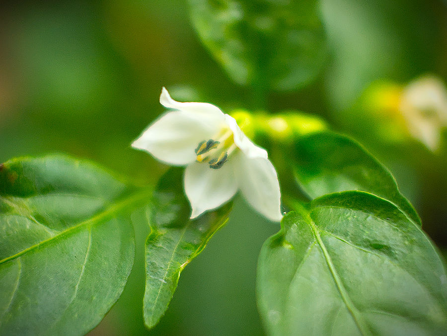 Turkish Pickling chilli flower