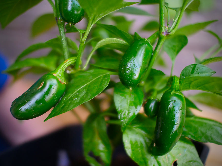 superhot chilli pods