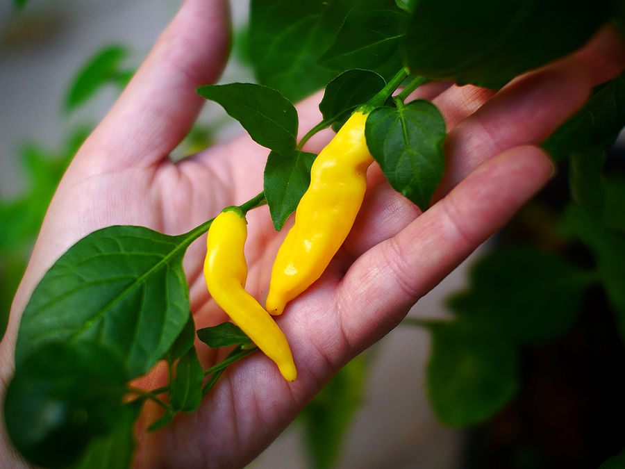 superhot chilli pods