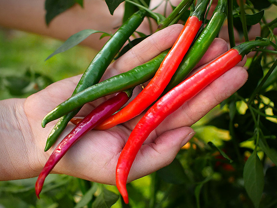 superhot chilli pods