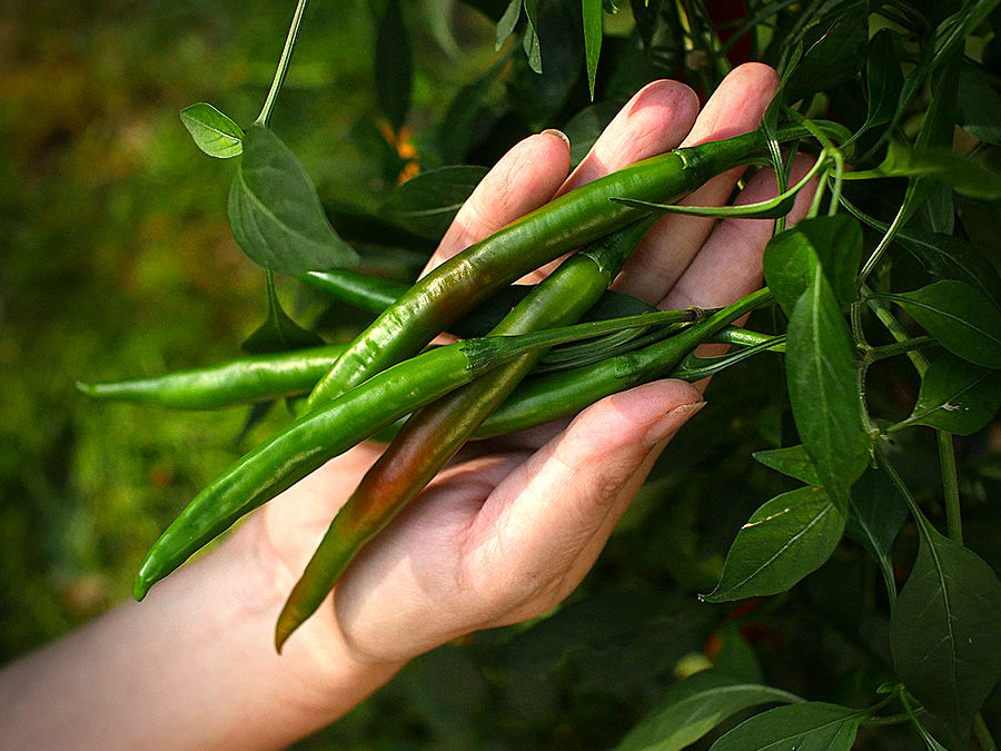 superhot chilli pods