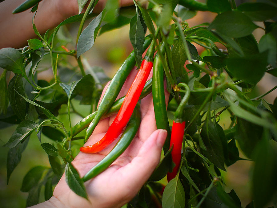 superhot chilli pods