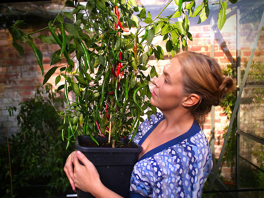 superhot chilli pods