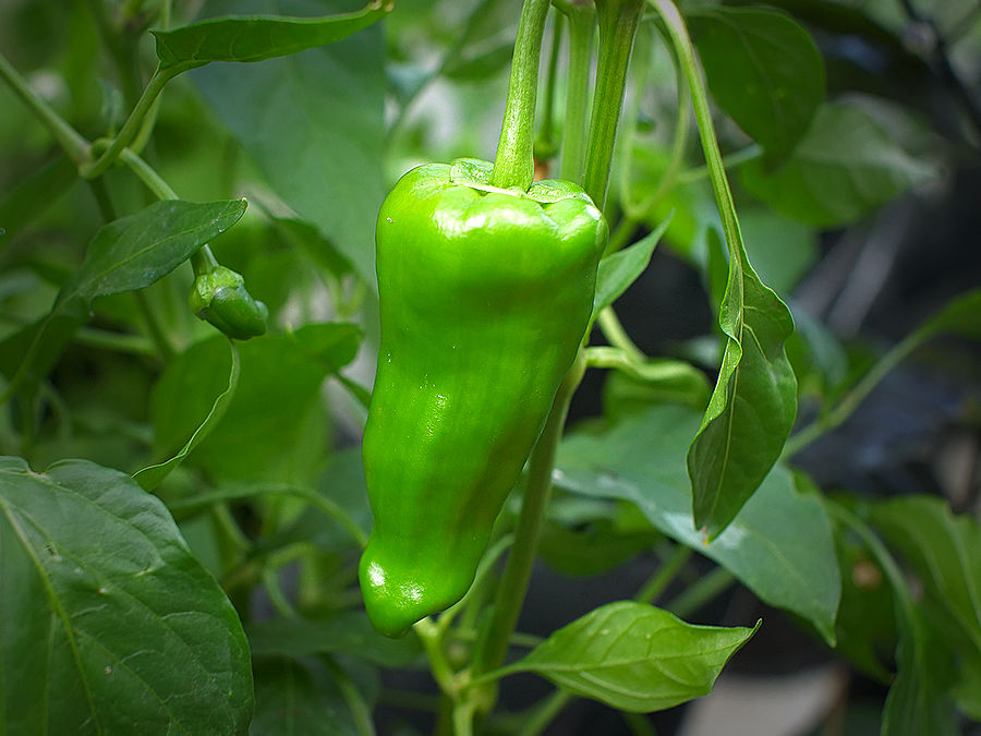 superhot chilli pods