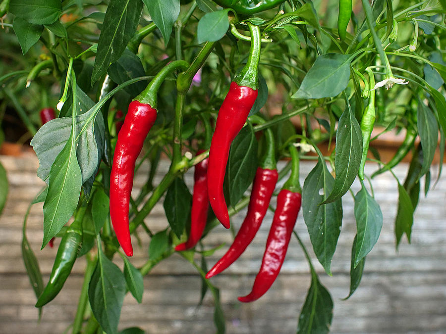 superhot chilli pods