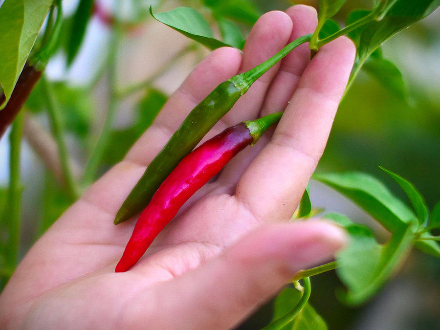 superhot chilli pods