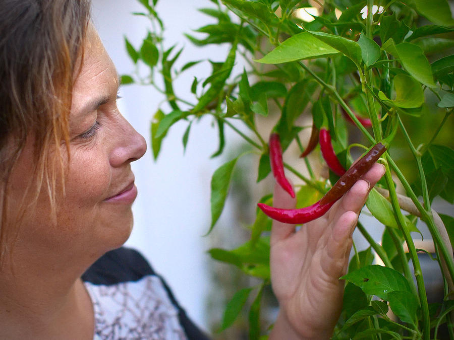 superhot chilli pods