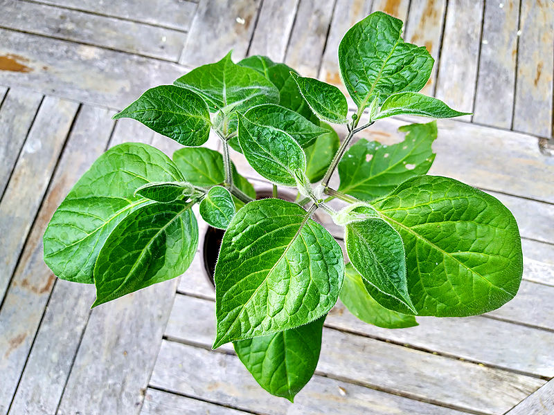  Hairy-leaved Rocoto 