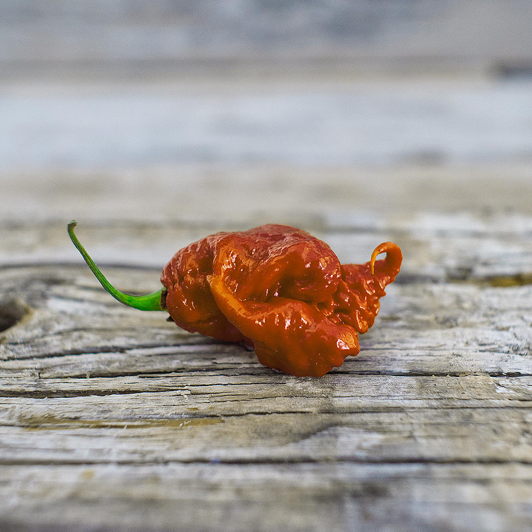 world of chillies caramel reaper chilli curled tail pod brown red