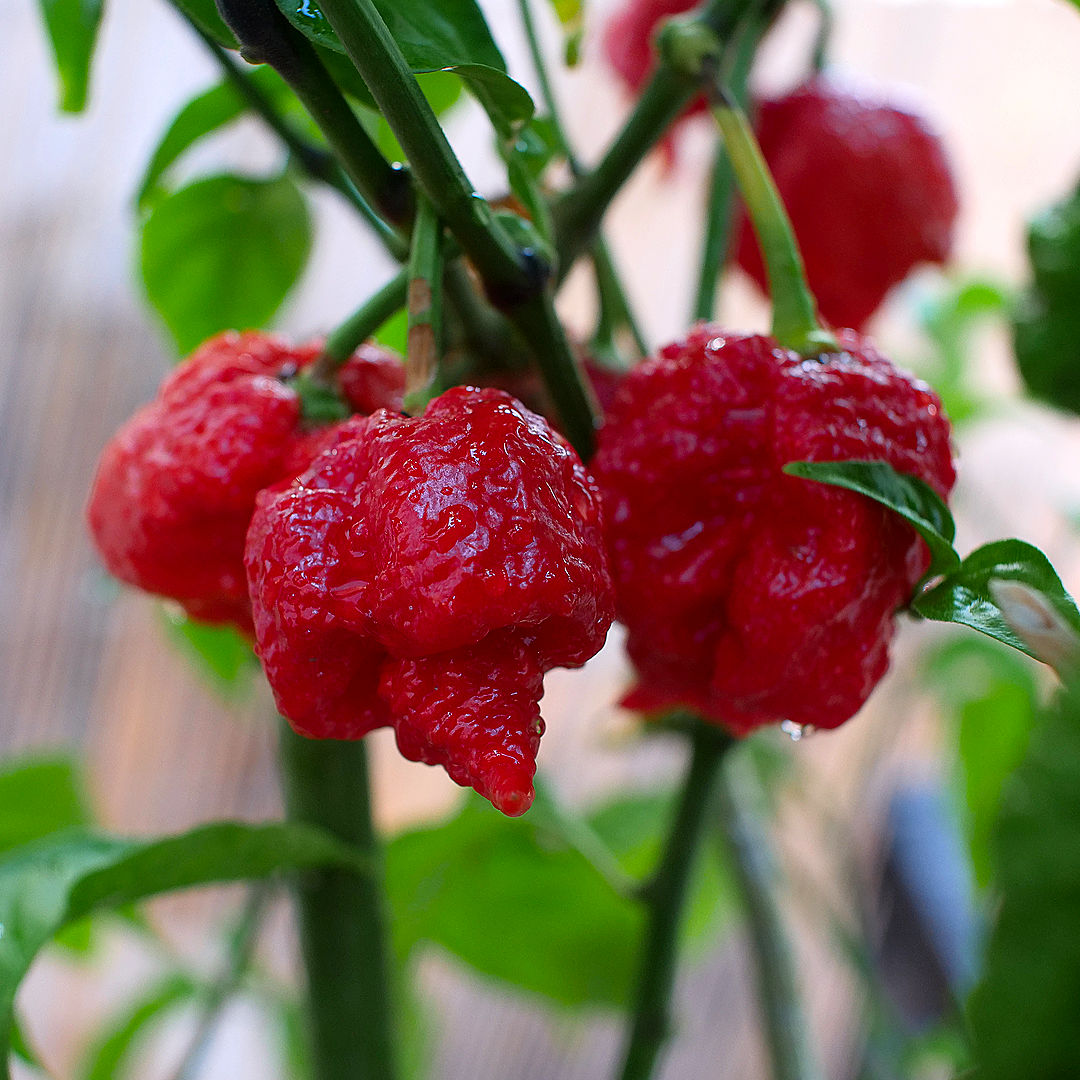 world of chillies apocalypse chilli cluster wrinkled red pods