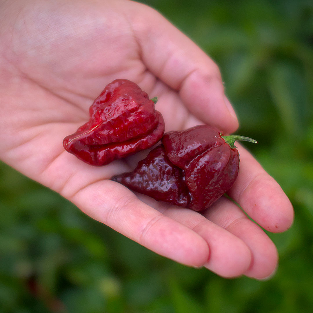 world of chillies caramel reaper chilli pods in hand dark red brown