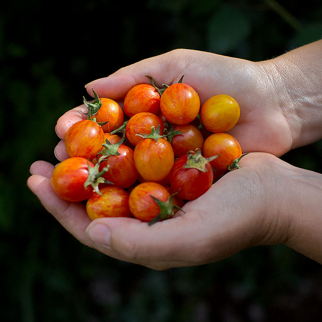  Picked at slightly different stages — the paler ones still firm, the deeper oranges carrying the full sweetness. Bumblebee ripens unevenly on purpose; it extends the picking window. 