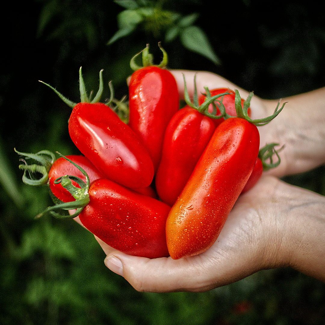  Italian growers use rosso pieno or rosso maturato to denote full colour but pre-softness — the ideal picking stage for sauce tomatoes. 