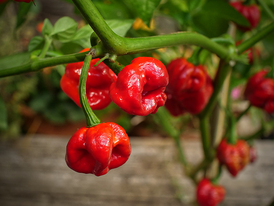 red moruga chilli pods