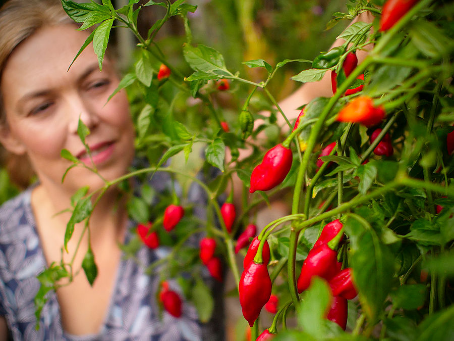 Red paper lantern chillies