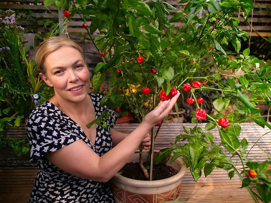 red moruga chilli plant with pods