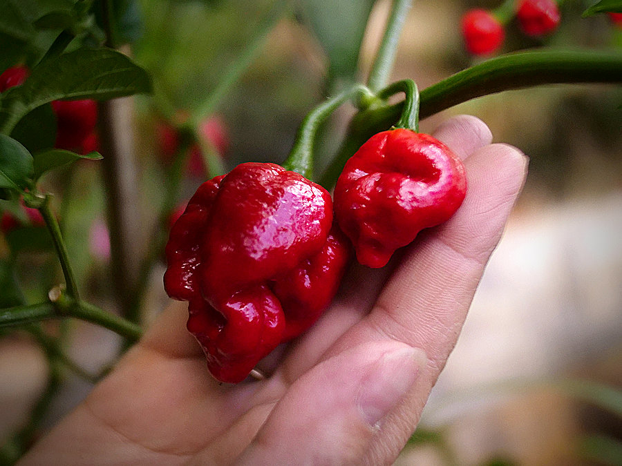 red moruga chilli pods