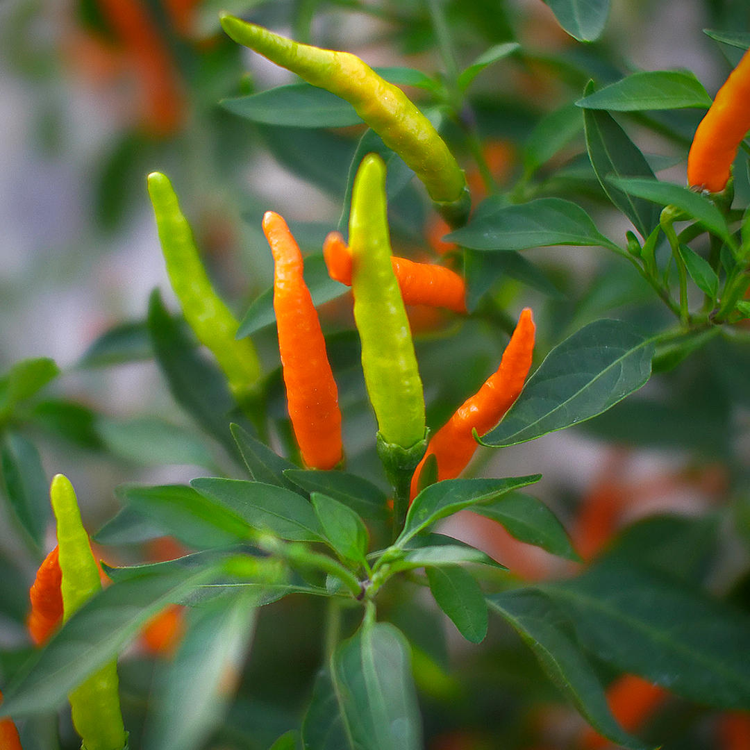  world of chillies Orange Tyger chilli plant with upright orange and green slender pods 