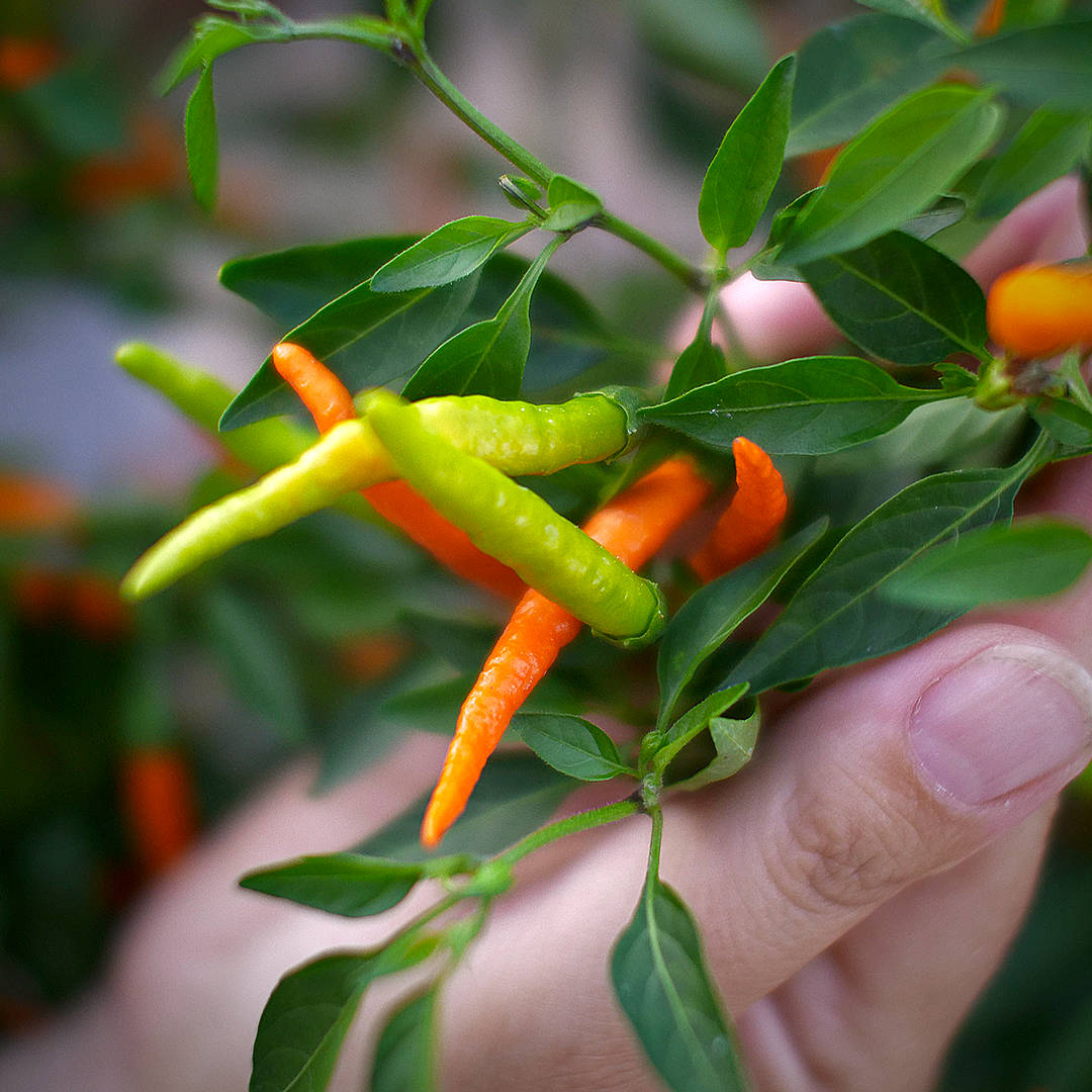  world of chillies close-up of Orange Tyger chillies ripening from green to orange 
