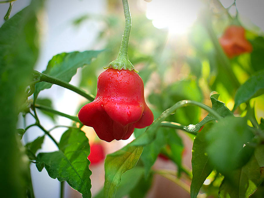 Bishop's crown chilli