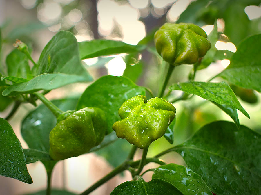 Brazilian Starfish chilli