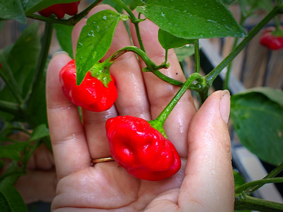 Brazilian Starfish chilli