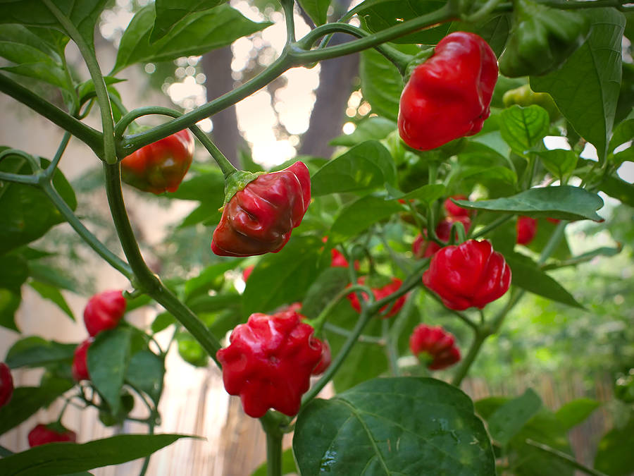 Brazilian Starfish chilli