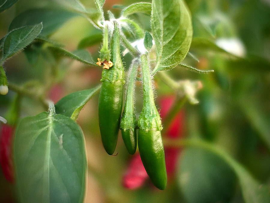 Serrano chilli pods forming