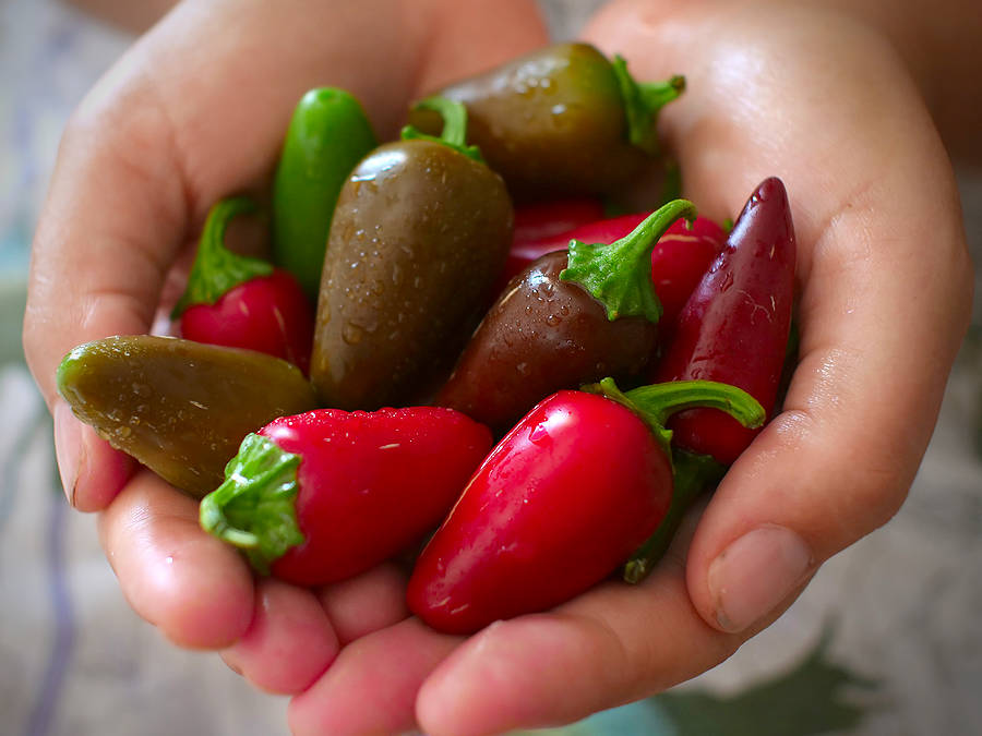 handful of Jalapeño