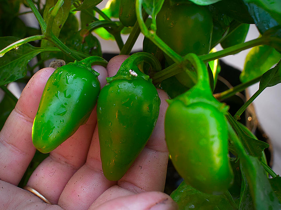 Jalapeño pods on plant