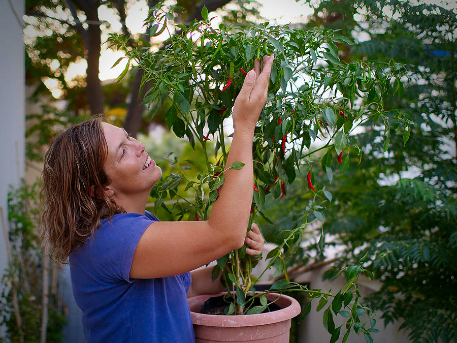 Chang Rai chilli bush