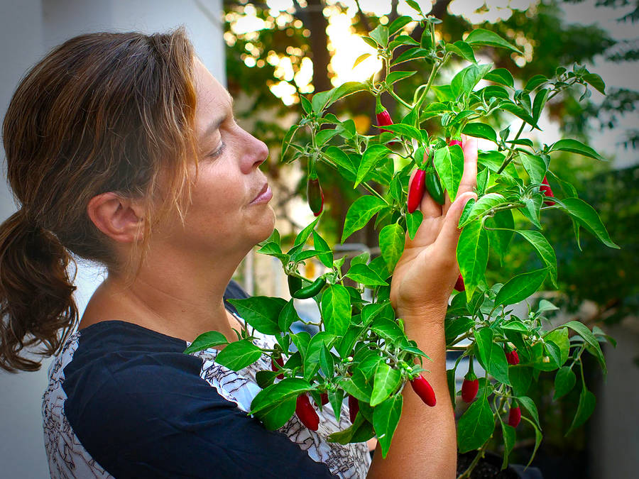 serrano chilli bush
