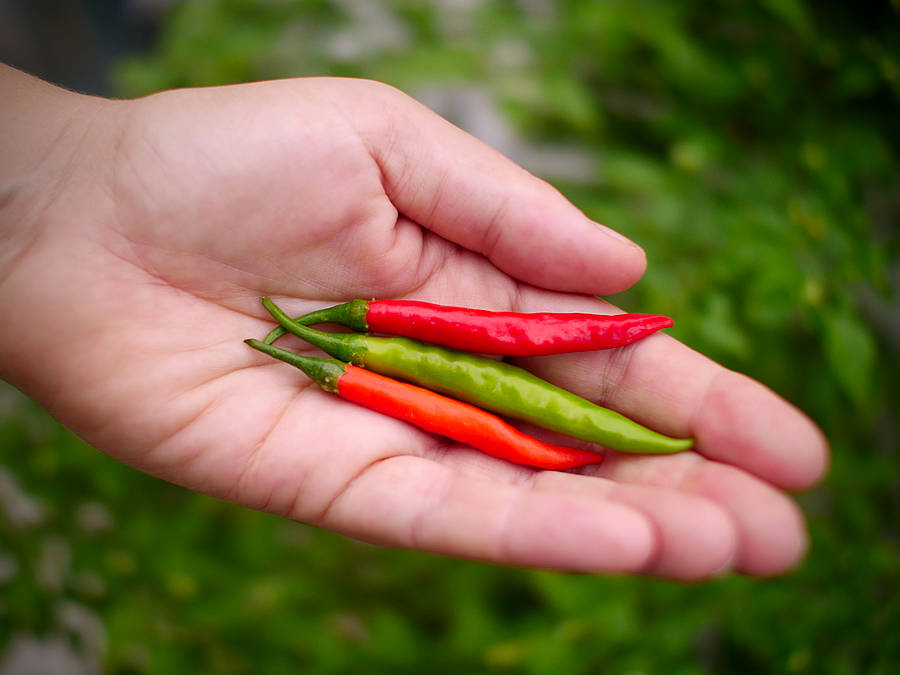Chang Rai pods