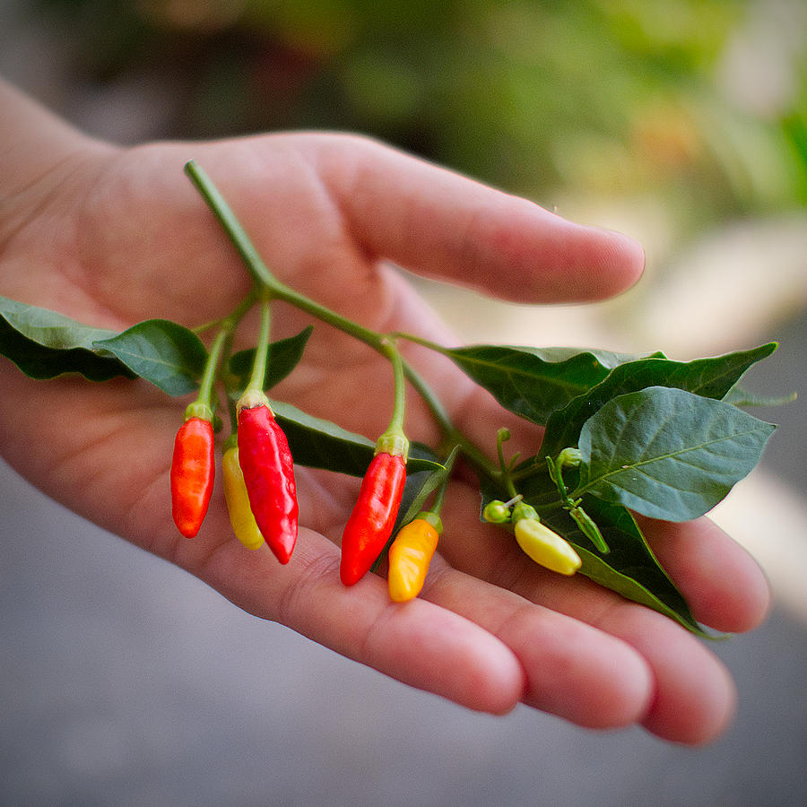 Tabasco Chilli sprig