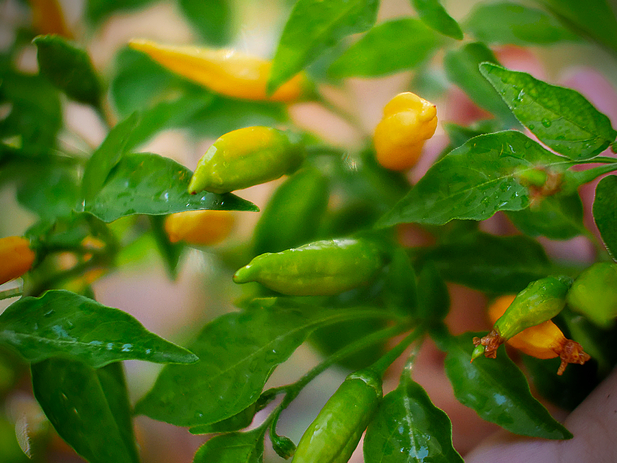 lemon aji pods on chilli plant