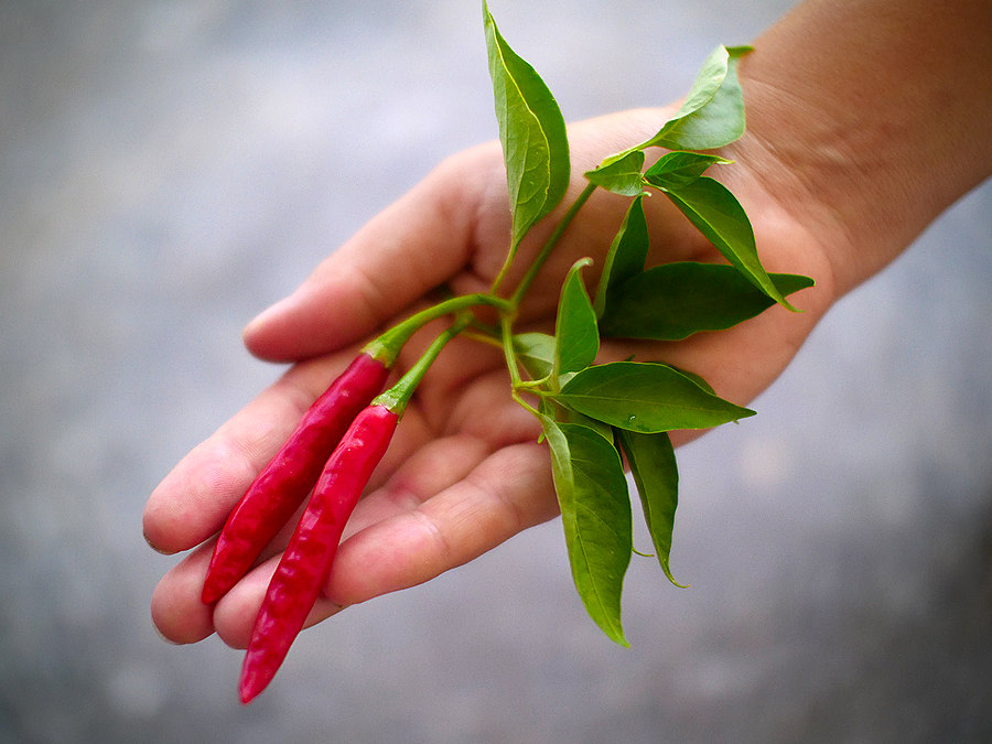 vindaloo chilli pods
