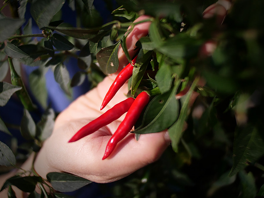 red moruga chilli pods