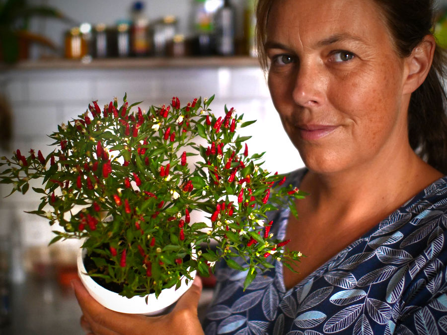 Thai demon chilli plant