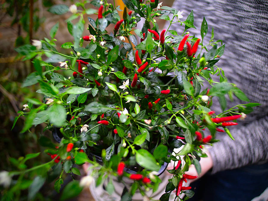 Thai demon Chilli plant