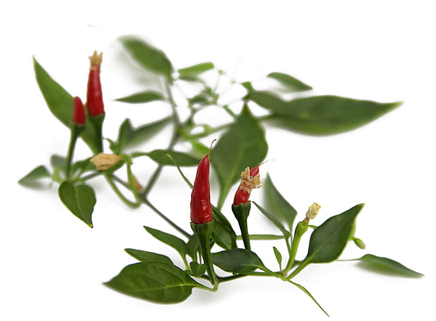 Thai Demon chilli