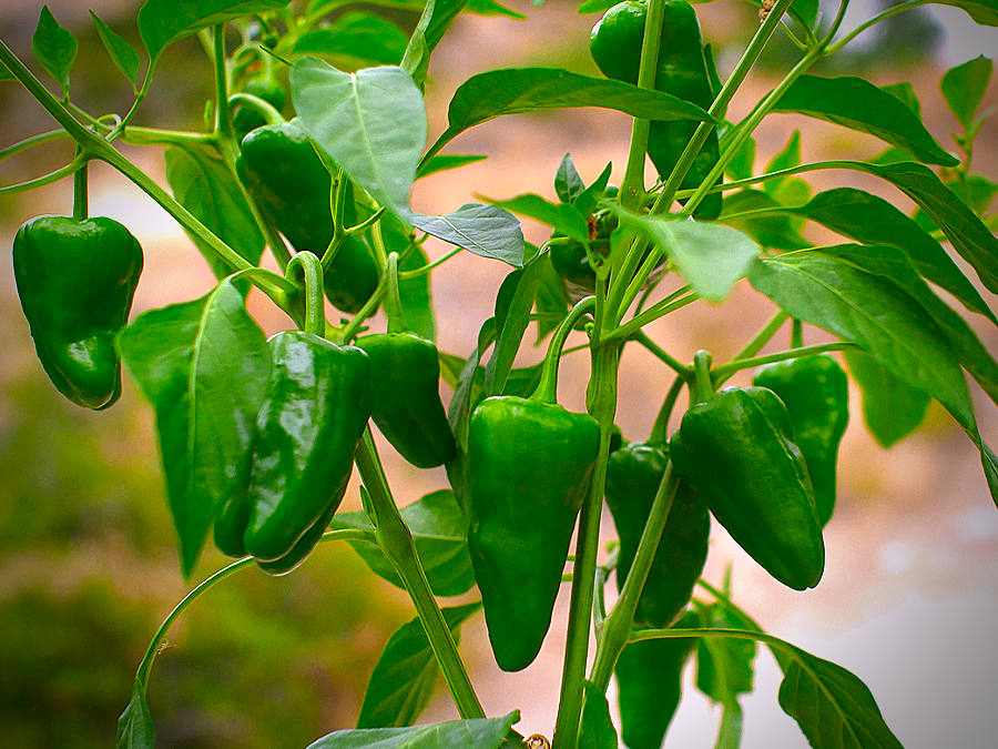 pimento de padron plant