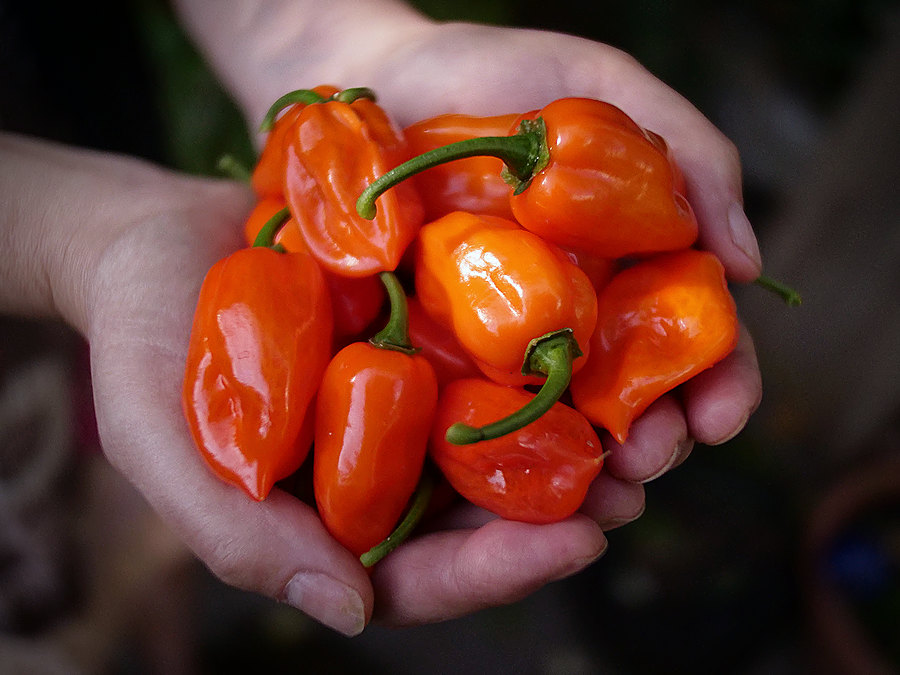 superhot chilli pods