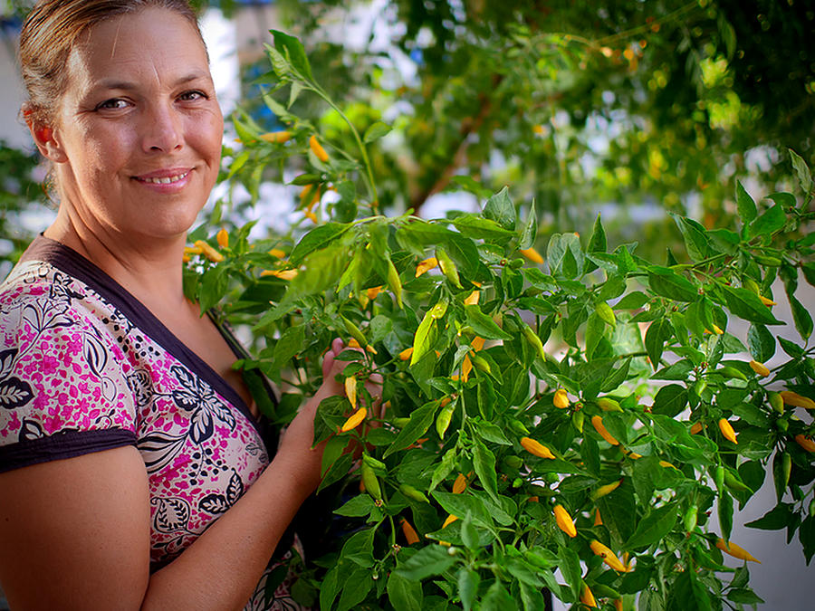 lemon aji chilli plant