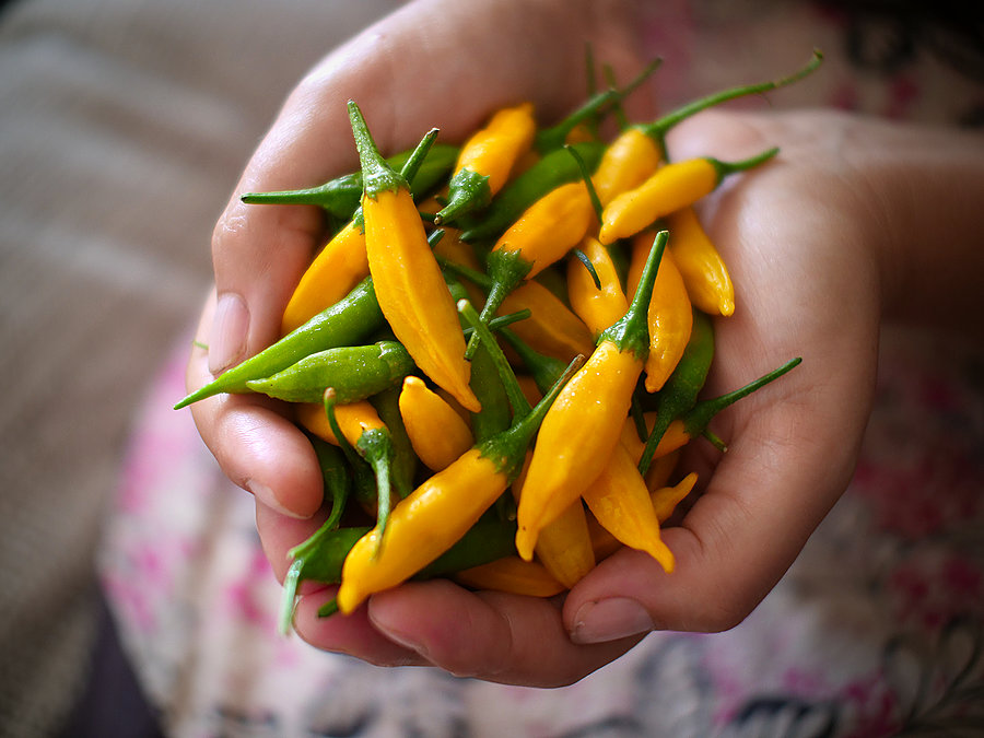 lemon aji pods
